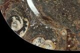 Fossil Orthoceras & Goniatite Oval Plate - Stoneware #140232-1